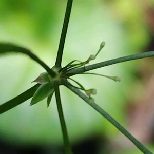 ちっちゃな花,ヤブニンジン,大好き,雑草,山野草の画像