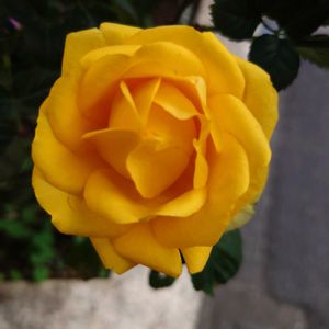 ベランダの画像