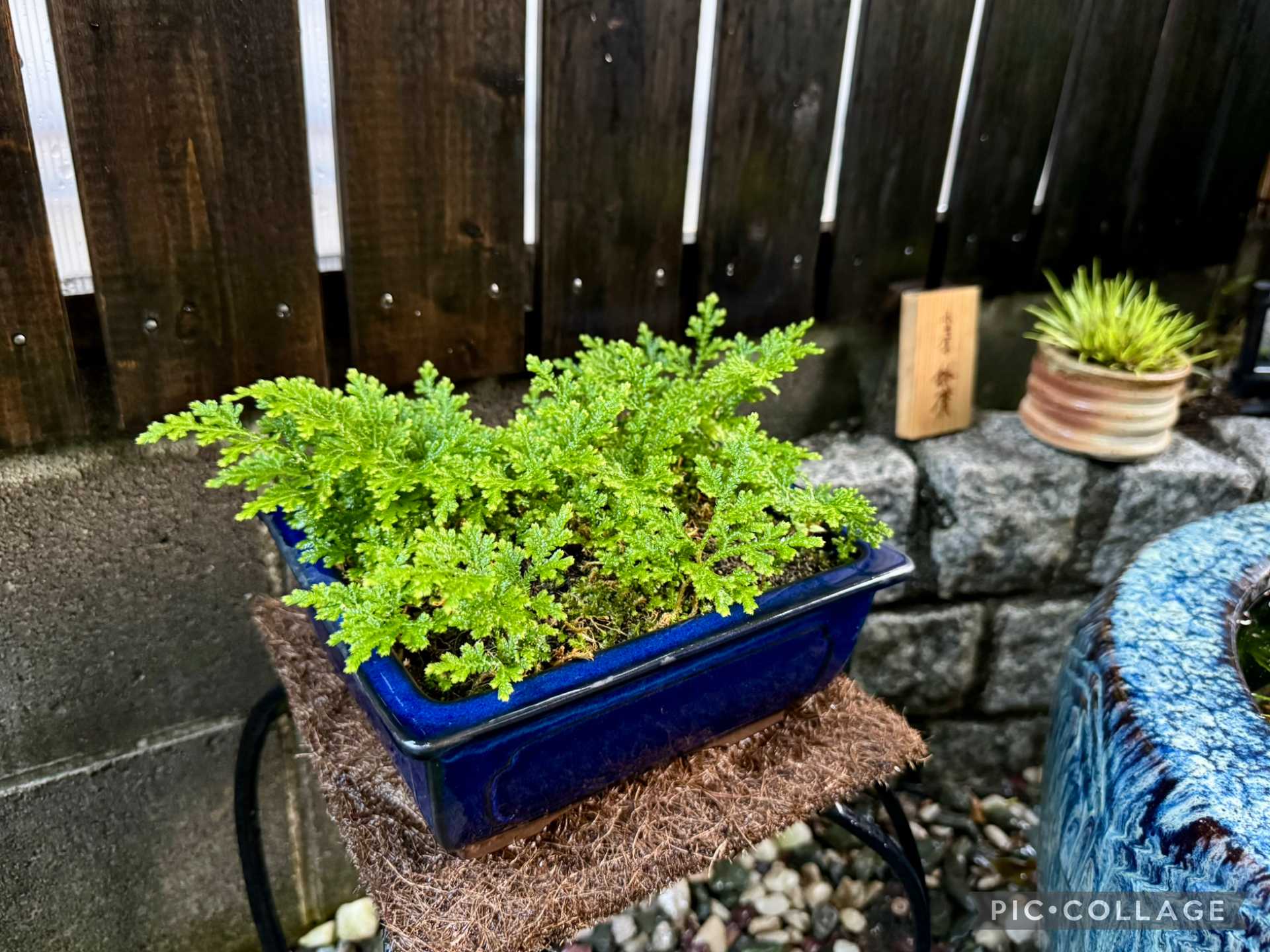 盆栽鉢｜🍀GreenSnap（グリーンスナップ）