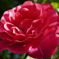 バラ,バラ,薔薇,薔薇,王妃アントワネットの画像