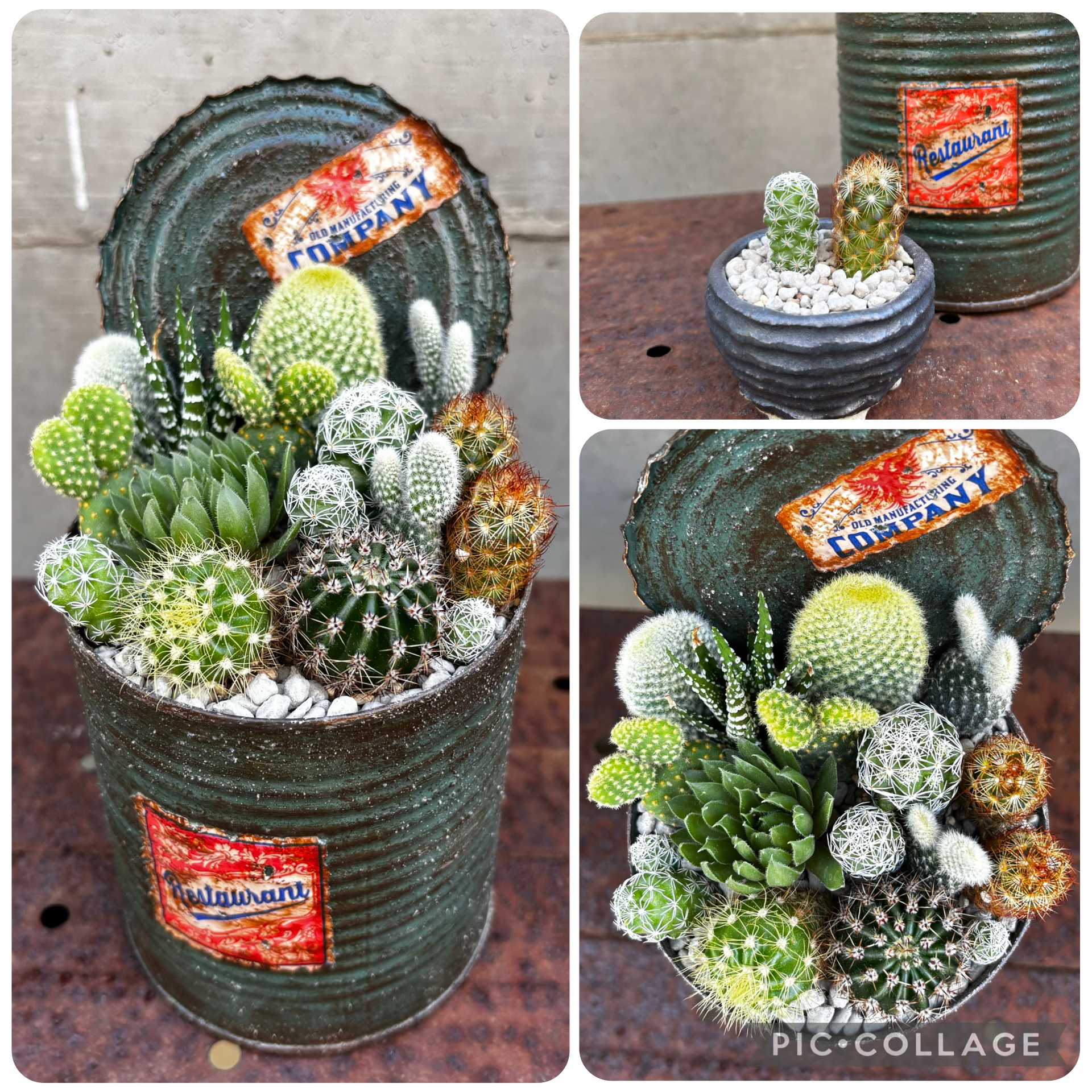 リメ缶・リメ鉢の投稿画像一覧｜🍀GreenSnap（グリーンスナップ）