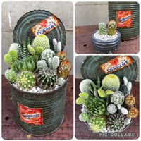 サボテン寄せ植え,姫秋麗の花,自作リメ缶,田植え,ブルーバードの花の画像