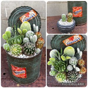 サボテン寄せ植え,姫秋麗の花,自作リメ缶,田植え,ブルーバードの花の画像