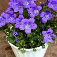 ベルフラワー,紫の花の画像