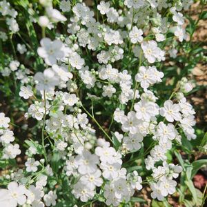 花壇,庭先,道路沿い,花壇・植え込み,道路脇の植え込みの画像