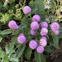 センニチコウ,千日紅,可愛らしい,花壇の花の画像