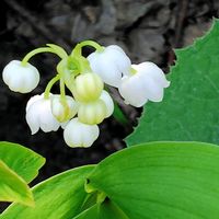 スズラン,スズラン,山野草,ご近所散歩の画像