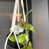 ディスキディア,ディスキディア　ナムコック,観葉植物,出窓,グリーンのある暮らしの画像