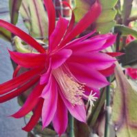 孔雀サボテン,孔雀サボテン,多肉植物,多肉初心者,ばぁばの花の画像