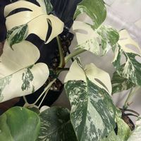 モンステラ,モンステラ デリシオーサ,モンステラ デリシオーサ ホワイトティアーズ,botanical life,観葉植物のある暮らしの画像