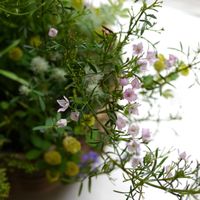 ボロニア,寄せ植え,ボロニア ピナータの画像