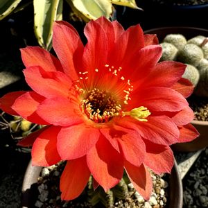 新天地錦,多肉植物,鉢植え,サボテンの花,いつもありがとうの画像