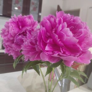 火祭,芍薬(シャクヤク）,しゃくやく(芍薬),キッチンの画像