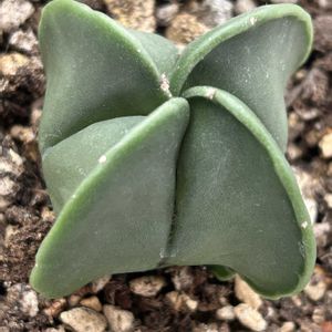 アストロフィツム・ランポー玉,多肉植物,プクプク,ダイソー産,アストロフィツム属の画像