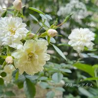 ガーデニング,ナチュラルガーデン,手作りの庭,花のある暮らし,風景の画像