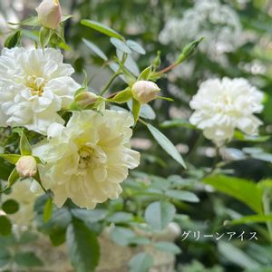ガーデニング,ナチュラルガーデン,手作りの庭,花のある暮らし,風景の画像