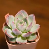 エケベリア,多肉植物,エケベリア属,ベランダ多肉の画像