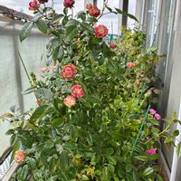 ラディッシュ,鉢の名前は「ありさ」,葉っぱのある暮らし,強風ベランダ,ばら バラ 薔薇の画像