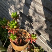 ホヤ・カルノーサ,ほしつながり,だいすきがいっぱい,たいせつななかま♡,窓際族♡の画像