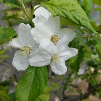 アヤメ,姫りんご,薔薇安曇野の画像