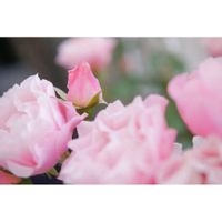 バラ,ダフネ,ロサオリエンティス,庭の花を飾る,ミラーレス一眼の画像