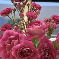 バラ,ツルバラ,つるバラ,ばら バラ 薔薇,金曜日の蕾たちの画像