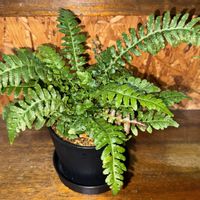 ドゥーディアメディア,観葉植物,植え替え,シダ植物の画像