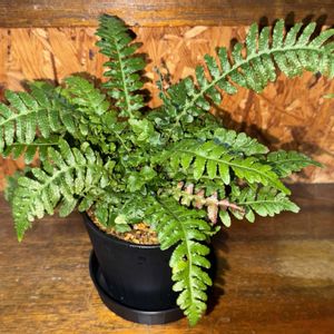 ドゥーディアメディア,観葉植物,植え替え,シダ植物の画像