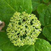 アナベル,アナベル,山紫陽花,山紫陽花,庭の画像