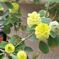 クローバー,トリフォリウム　カンペストレ,可愛い〜♡,季節のお花,お花大好き♡の画像