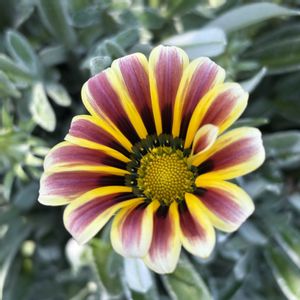 ガザニア アズテック,我が家の花壇,宿根ガザニアの画像