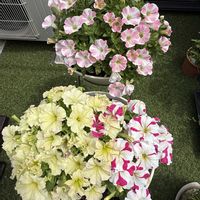 ペチュニア,ペチュニア,四季咲きアジサイ 霧島の恵,ミリオンベル チェリーピンク,サフィニア　モモイロハートの画像
