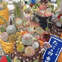 イチゴ,ニゲラ,オルレア,多肉植物,多肉寄せ植えの画像