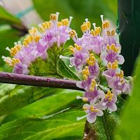 ムラサキシキブ（紫式部）,ムラサキシキブの蕾,開花中の画像