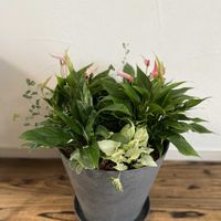 シンゴニウム,ソフォラ・ミクロフィラ,斑入りスパティフィラム,アンスリウム リリー,寄せ植えの画像