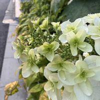 カシワバアジサイ,キッチンの画像