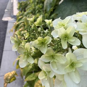 カシワバアジサイ,キッチンの画像