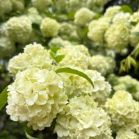 オオデマリ,花のある暮らし,植中毒,大好き♡,マダム倶楽部の画像