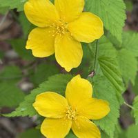 ヤマブキ,ヤエヤマブキ,花木,落葉低木,バラ科の画像