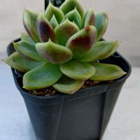 エケベリア,ブラックベア,ブラックベア,多肉植物,小さな花壇の画像