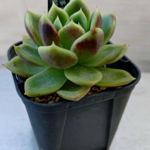 エケベリア,ブラックベア,ブラックベア,多肉植物,小さな花壇の画像