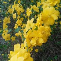 ヤマブキ,今日のお花の画像