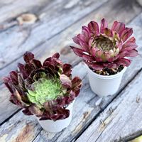 多肉植物,アエオニウム,植物のある暮らし,succulent,お迎え記録の画像