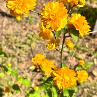 ヤマブキ,山吹,今日のお花,弁天ふれあいの森公園の画像