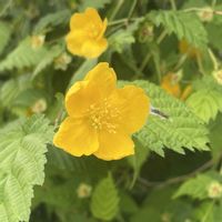 アルストロメリア,キンセンカ,ヤマブキ,ビオラ,散歩の画像