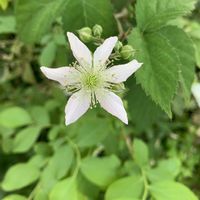 ブラックベリー,ワイルドストロベリー,ブラックベリーの花,白実ワイルドストロベリー,ワイルドストロベリーの実の画像
