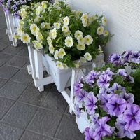 ペチュニア,サフィニア,GS日和,小さな アレンジ,小さな庭の画像