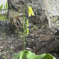 カタクリ,キバナカタクリ,金曜日の蕾たちの画像