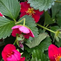 イチゴ,四季なりイチゴ,イチゴの花,ベニバナイチゴ,イチゴ・みのりくんの画像