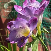 フリージア,2025年“ 秋 “ ｱﾛの秋植え球根♡の画像